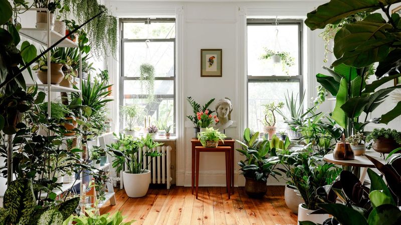 Add Indoor Plants