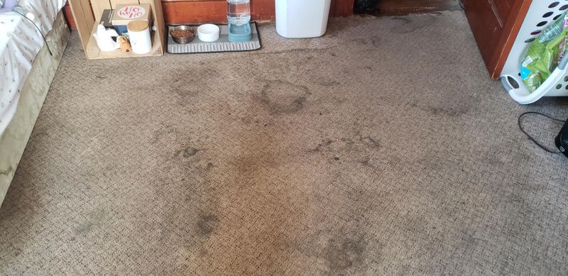 Visible Carpet Stains
