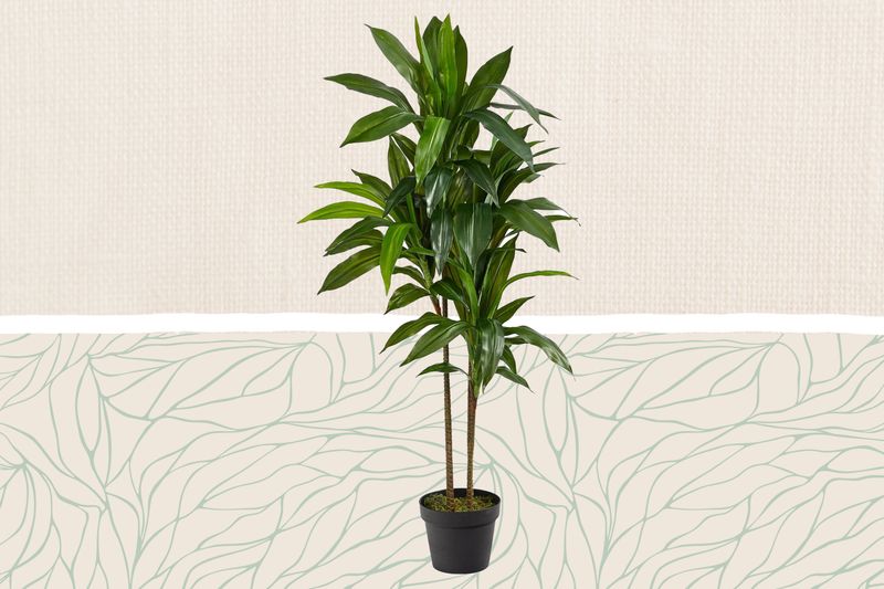Fake Plants Collecting Dust