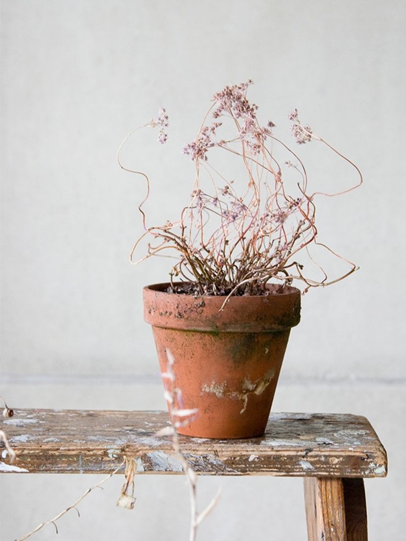 Dead or dying plants