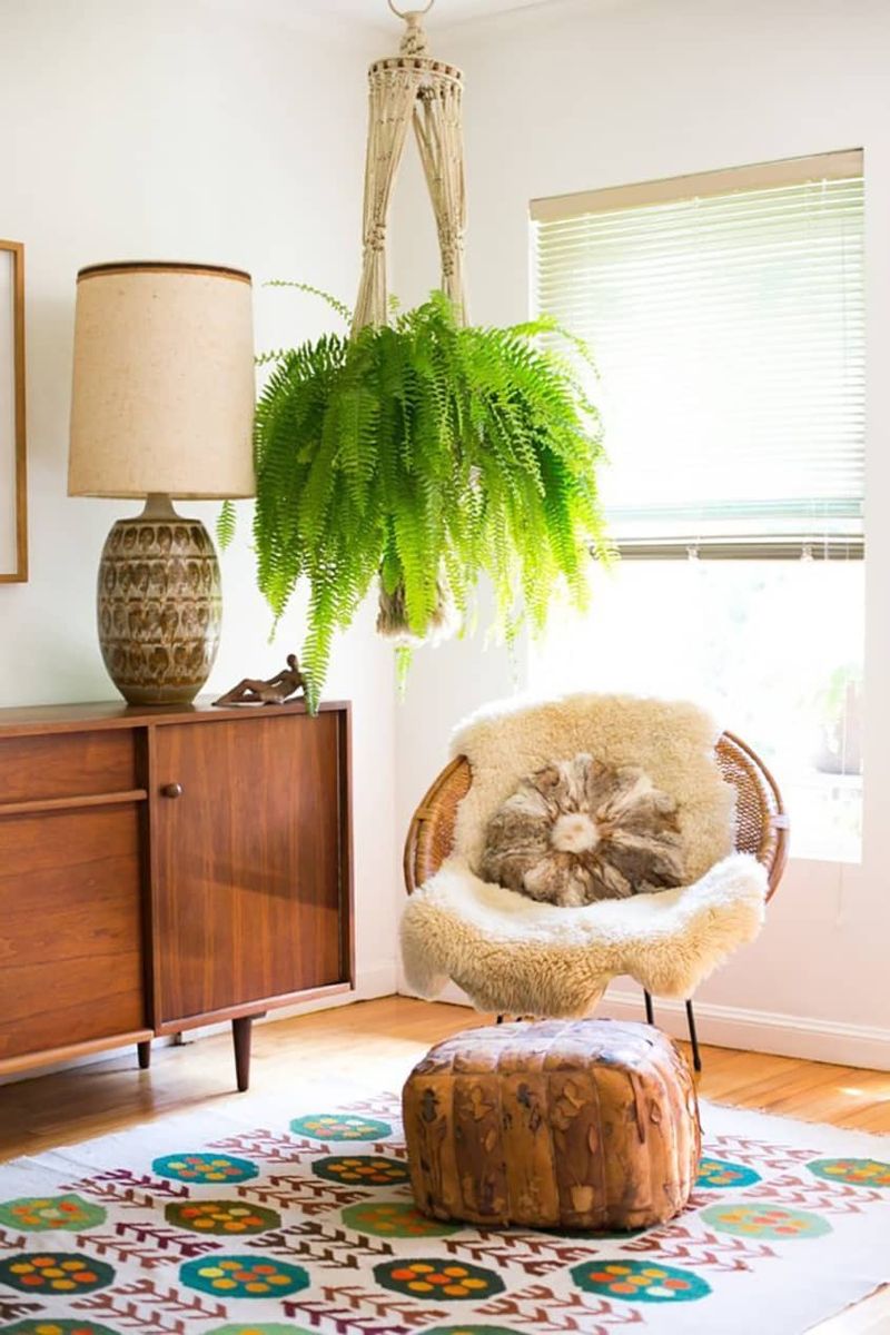 Hanging Ferns