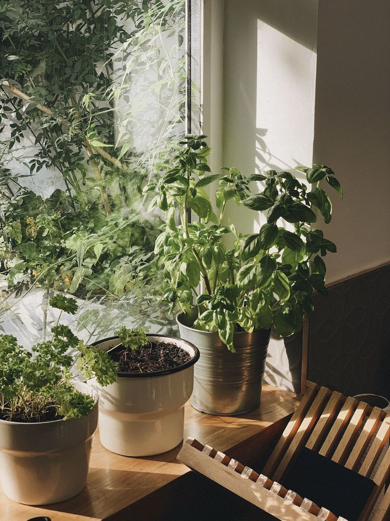 Add a few potted herbs or plants