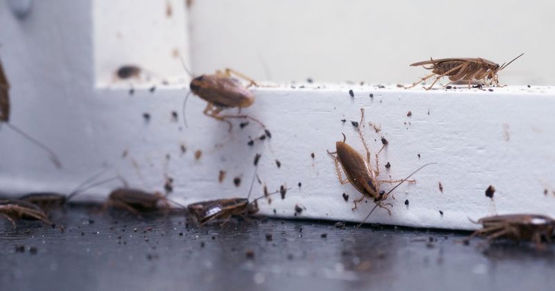 Signs of pests or rodents