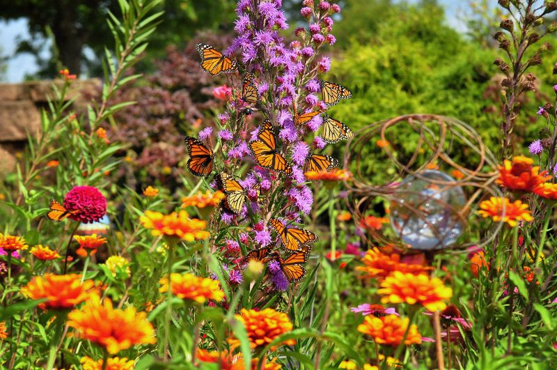 Plant a Butterfly Garden
