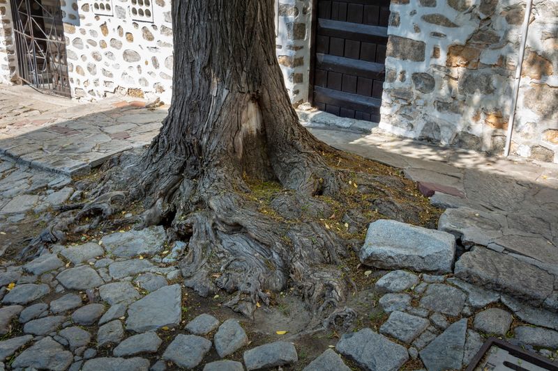 Letting Trees Grow Too Close