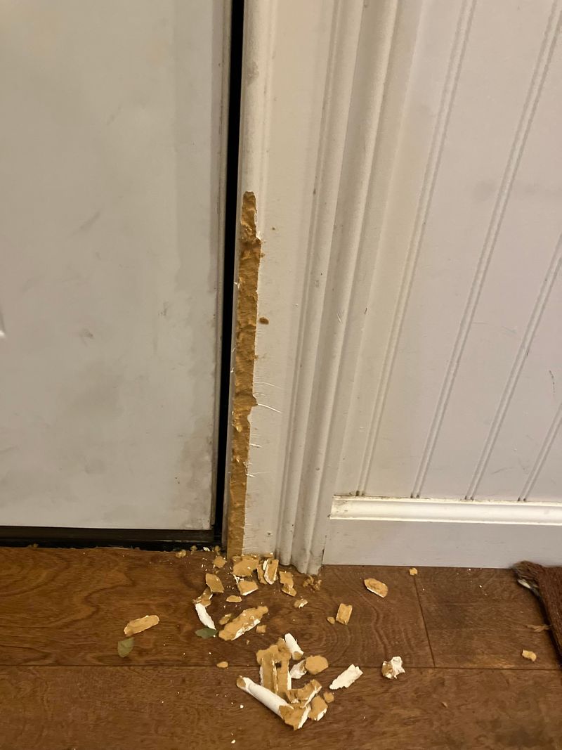 Letting Pets Scratch or Chew Woodwork