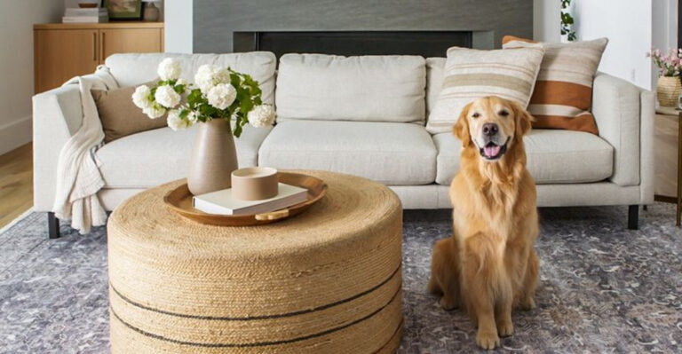 20 High-End Pet Decor Ideas That Blend Right In