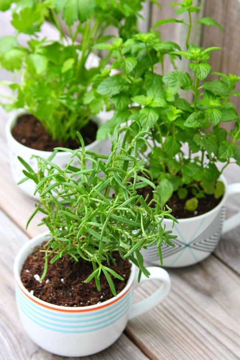 Style with Potted Herbs